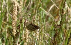 Argyrophenga antipodum