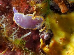 Felimida purpurea
