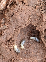 Termitinae