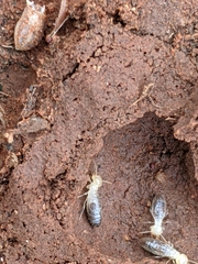 Termitinae