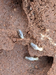 Termitinae
