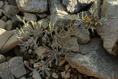 Lignocarpa carnosula