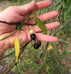 Solanum amygdalifolium