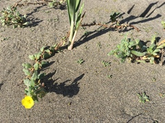 Camissoniopsis cheiranthifolia cheiranthifolia