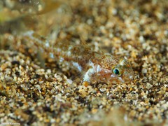 Vanneaugobius canariensis