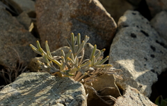 Lignocarpa carnosula