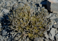 Lignocarpa carnosula