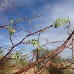 Bursera laxiflora