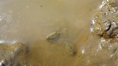 Triops cancriformis