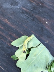 Pantographa limata