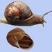 Common Garden Snail - Photo (c) Erik Veldhuis; Modified by Tom Meijer, some rights reserved (CC BY-SA)