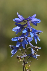 Delphinium elatum