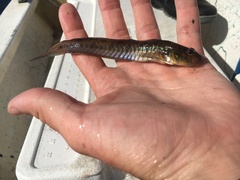 Gobionellus oceanicus