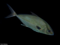 Seriola rivoliana