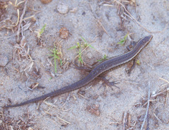 Oligosoma infrapunctatum