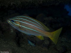 Parapristipoma octolineatum
