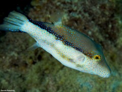 Canthigaster capistrata