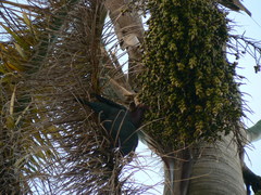 Patagioenas squamosa