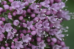 Valeriana pyrenaica