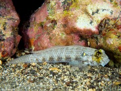 Gnatholepis thompsoni