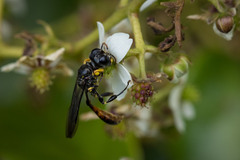 Rhopalum