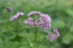 Valeriana pyrenaica
