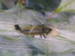Lixus cardui