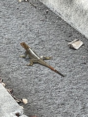 Agama picticauda image
