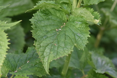 Valeriana pyrenaica