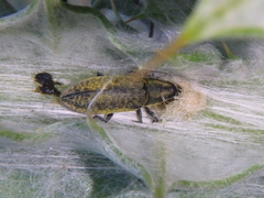 Lixus cardui
