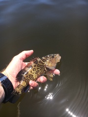 Mycteroperca microlepis