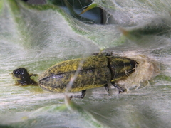Lixus cardui