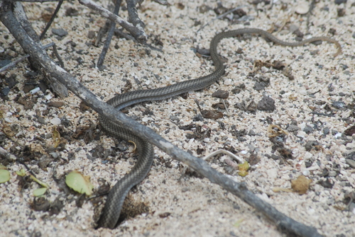 Española Racer, Pseudalsophis hoodensis