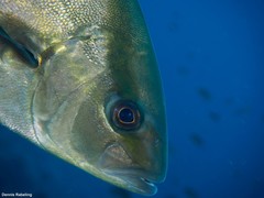 Seriola rivoliana