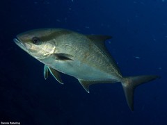 Seriola rivoliana