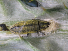 Lixus cardui