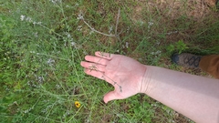 Pediomelum digitatum