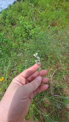 Pediomelum digitatum