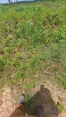 Pediomelum digitatum