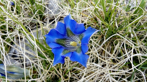 Image of Gentiana dinarica by (c) Kenta Nakahashi, some rights reserved (CC BY)