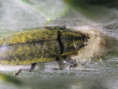 Lixus cardui