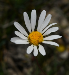 Leucanthemum graminifolium