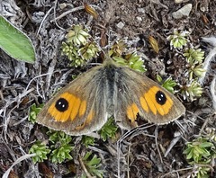 Argyrophenga janitae