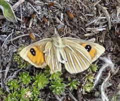 Argyrophenga janitae