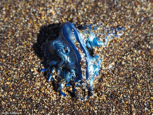 photo of Sea Swallow (Glaucus atlanticus)