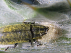 Lixus cardui