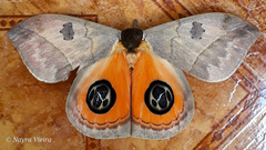Automeris liberia