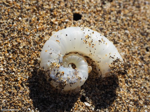 photo of Ram's Horn Squid (Spirula spirula)