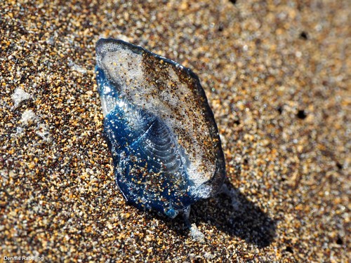 photo of By-the-wind Sailor (Velella velella)