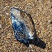 photo of By-the-wind Sailor (Velella velella)